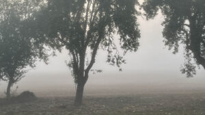 Through a Fog