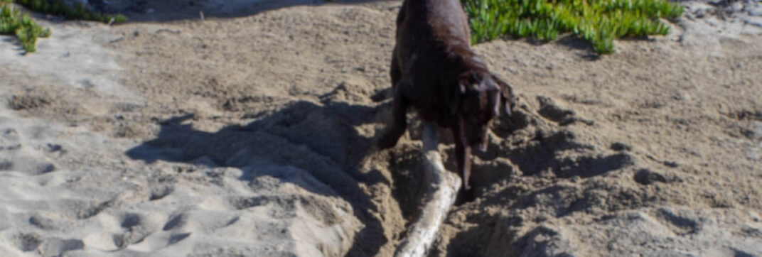A Log to Be Conquered