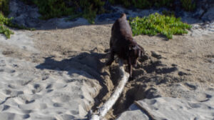 A Log to Be Conquered A Log to Be Conquered