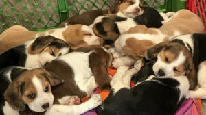 Puppies Make Me Smile