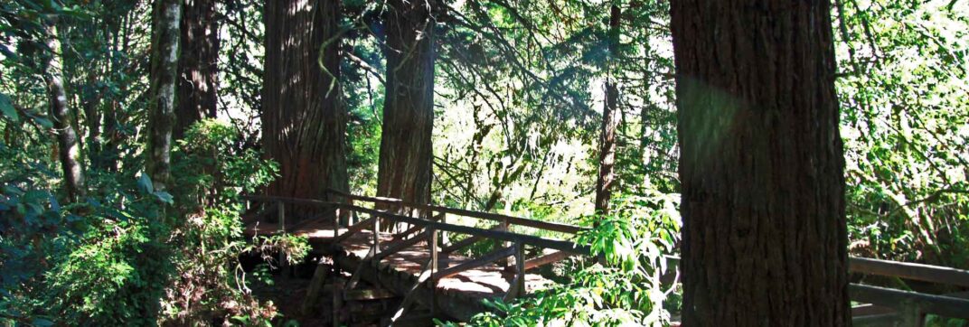 A Way in the Woods