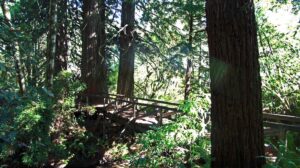 A Way in the Woods