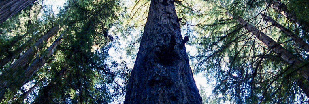 Hope at the End of the Tree