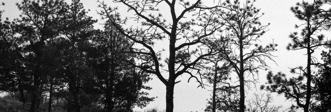 “Four Calling Birds”