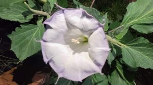 Set Apart to Bloom