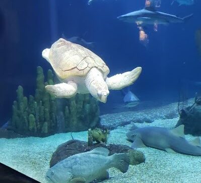 Plenty of Fish in the Ocean