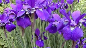 The Nature of Praise