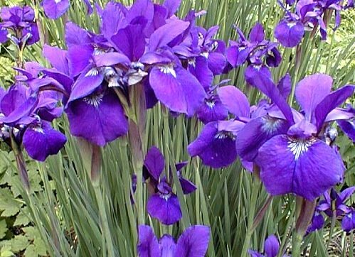 The Nature of Praise