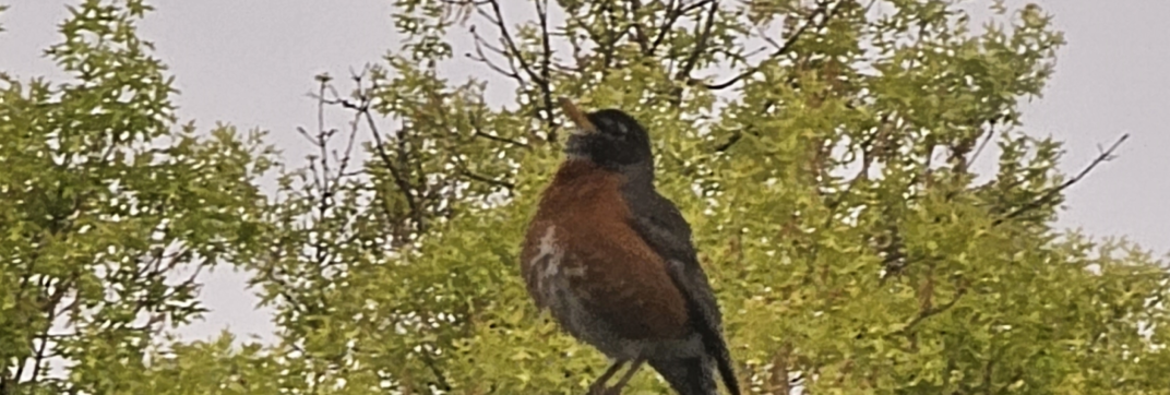 Birdsong