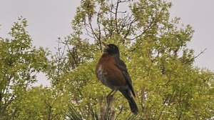 Birdsong