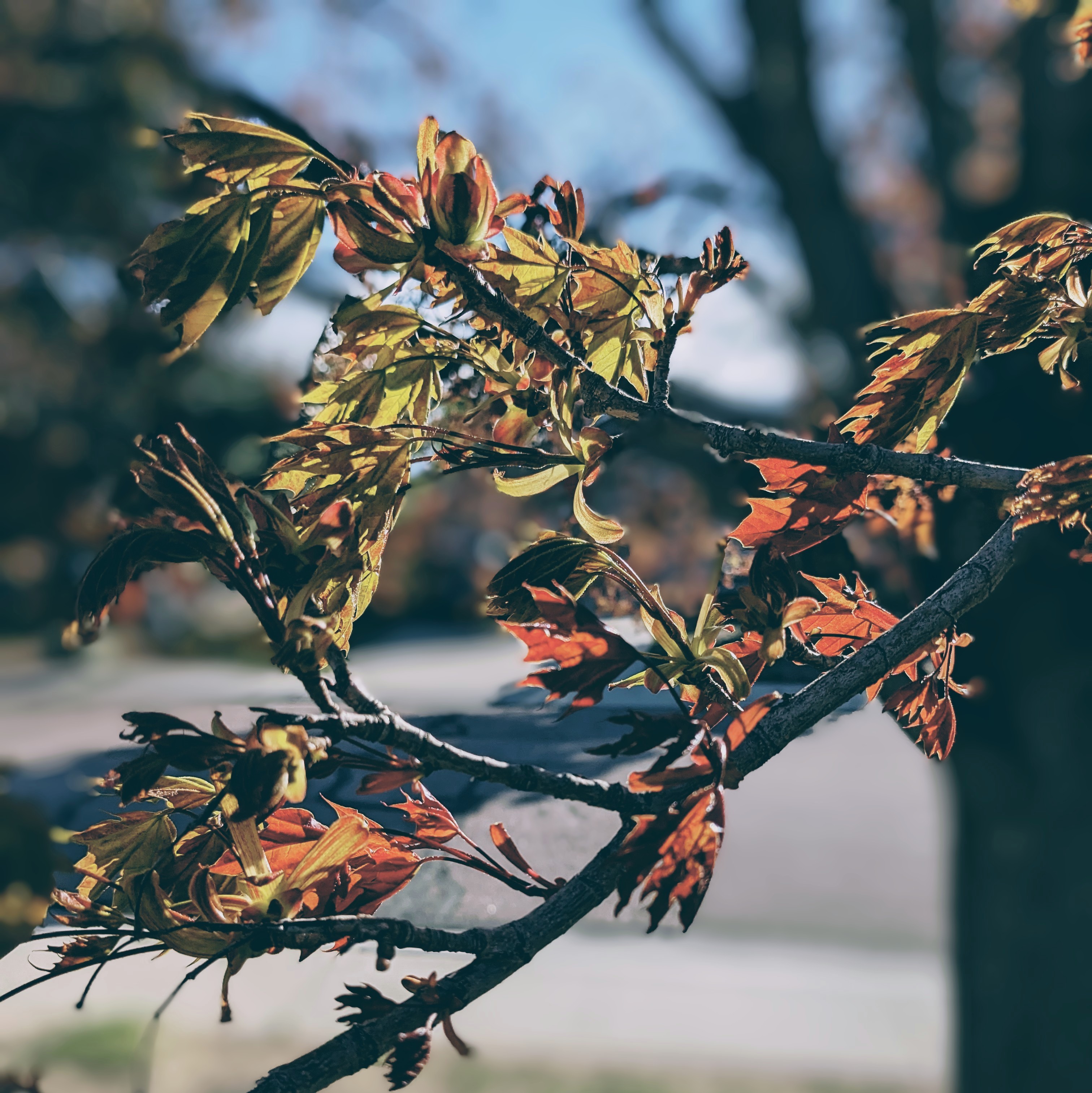 Waiting for the Leaves