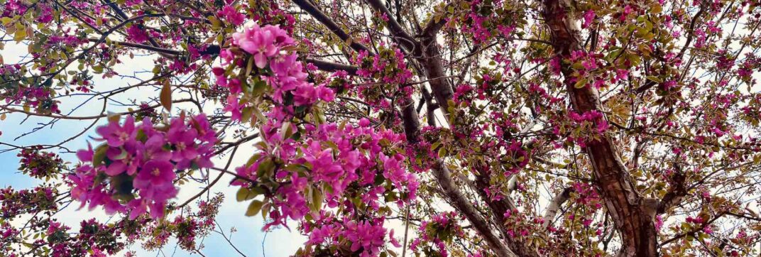 The Branches