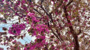 The Branches
