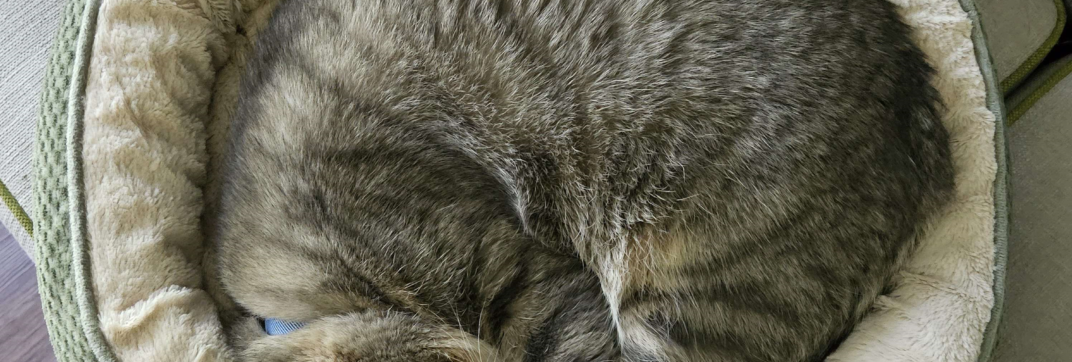 The Purr-fect Fit