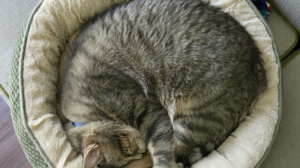 The Purr-fect Fit