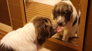 Mirror, Mirror