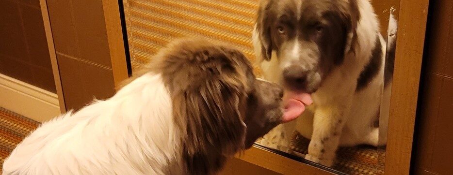Mirror, Mirror