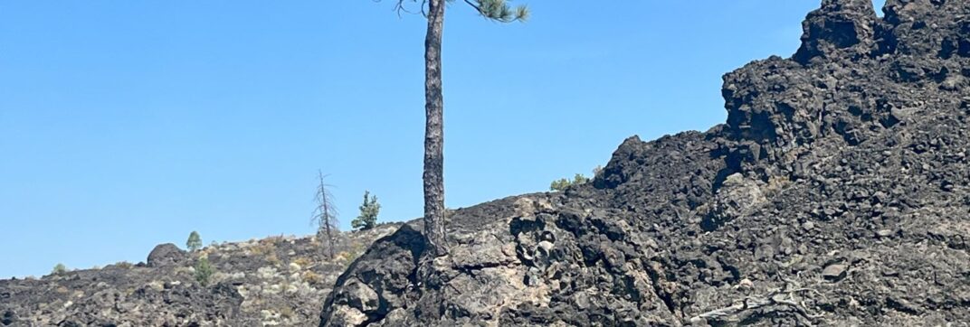 Life Finds A Way