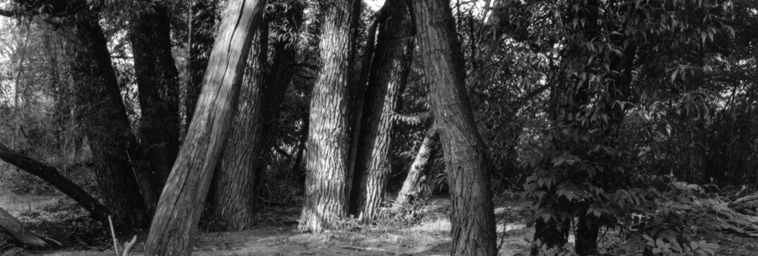 The Dance of Light