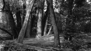 The Dance of Light