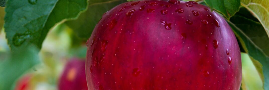 Filled With Fruit