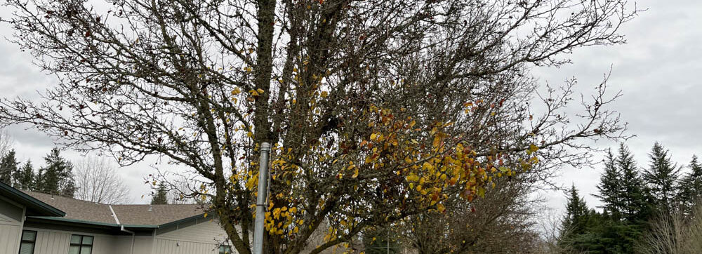 Even Though the Fig Tree Should Not Blossom