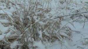 Covered in White Covered in White
