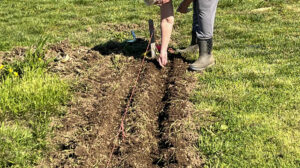 Planting Seeds