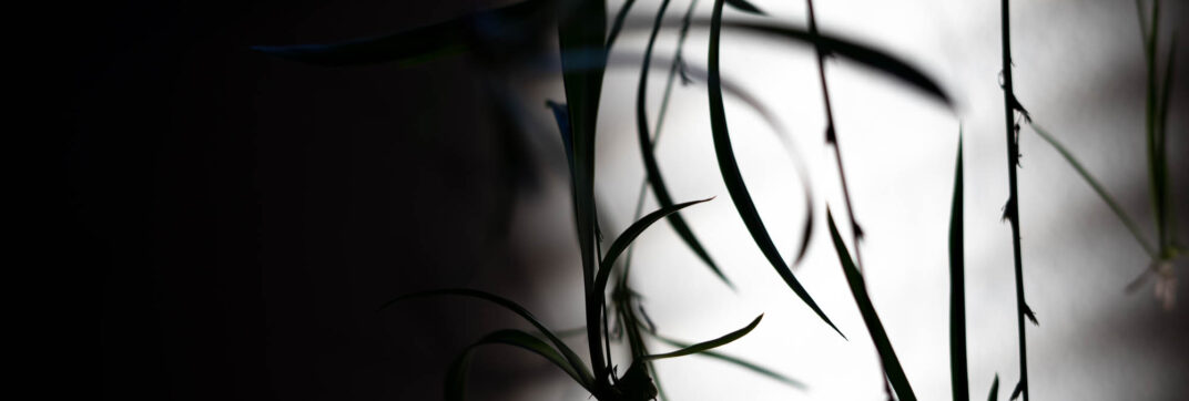 The Dance of Light