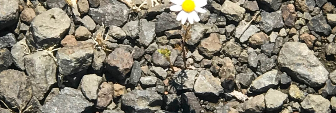 Like a Root out of Dry Ground