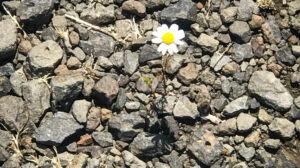 Like a Root out of Dry Ground