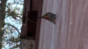 Intruder Alert!