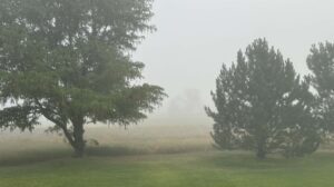Through the Fog Through the Fog