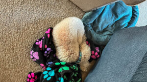 Maybe Too Cozy? Maybe Too Cozy?