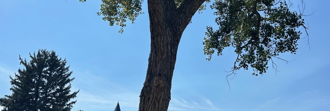 From Seeds to Trees