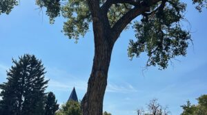 From Seeds to Trees