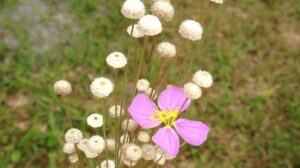 Beauty in the Everyday