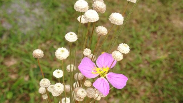 Beauty in the Everyday