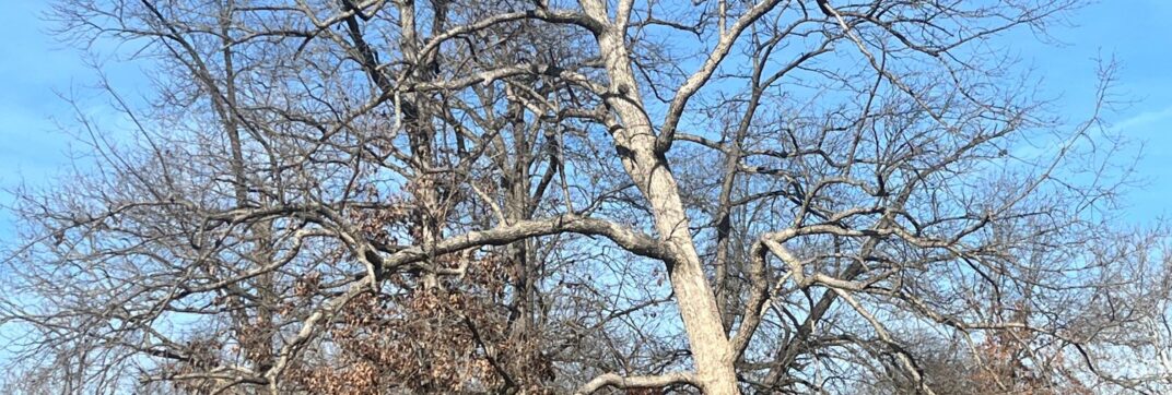 Rooted In Christ