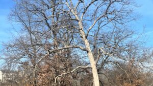 Rooted In Christ