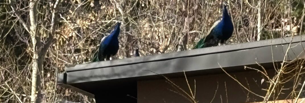 Birds Above the Sun