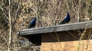 Birds Above the Sun
