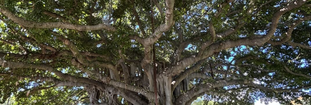 The Big Tree