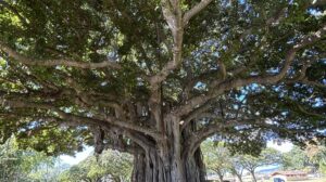 The Big Tree