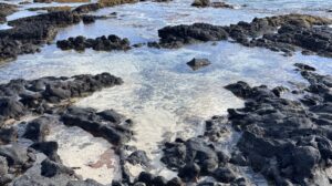 Tide Pools