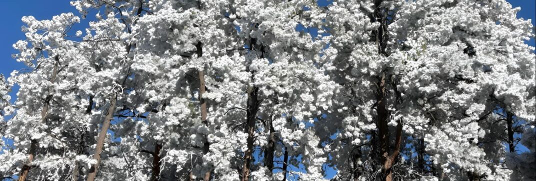 Snowy Woods on a Bright Midmorning