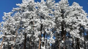 Snowy Woods on a Bright Midmorning