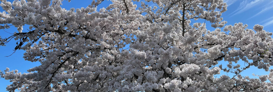 Eager for Spring