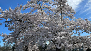 Eager for Spring