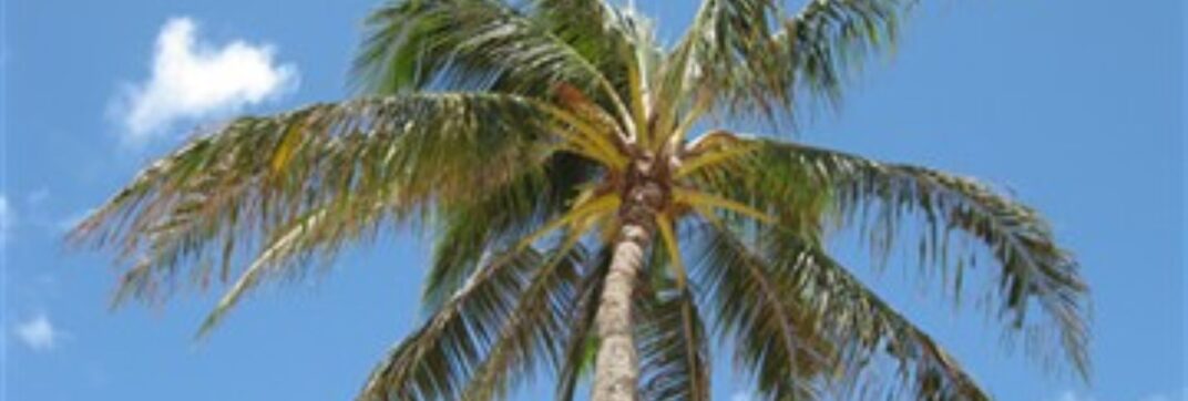 Palm Sunday